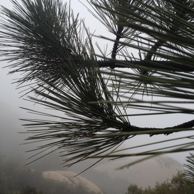 Pine needles collecting water from the fog